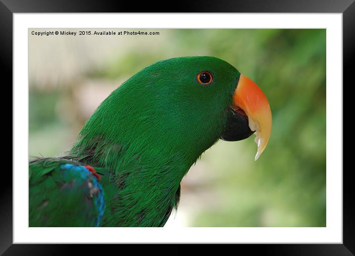 Male Eclectus Parrot Framed Mounted Print by rawshutterbug 