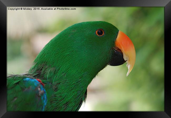Male Eclectus Parrot Framed Print by rawshutterbug 
