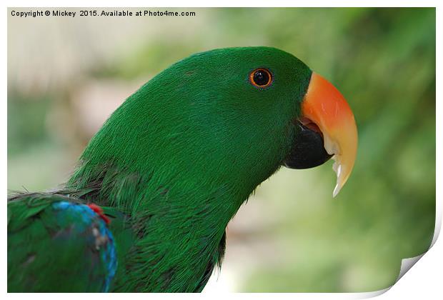 Male Eclectus Parrot Print by rawshutterbug 