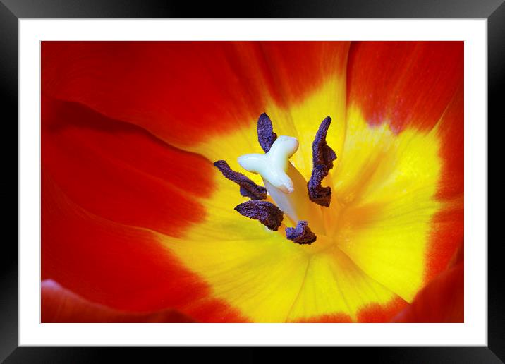 Red Tulip Framed Mounted Print by Ankor Light