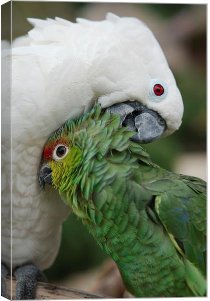 A Love Connection among Parrots Canvas Print by rawshutterbug 