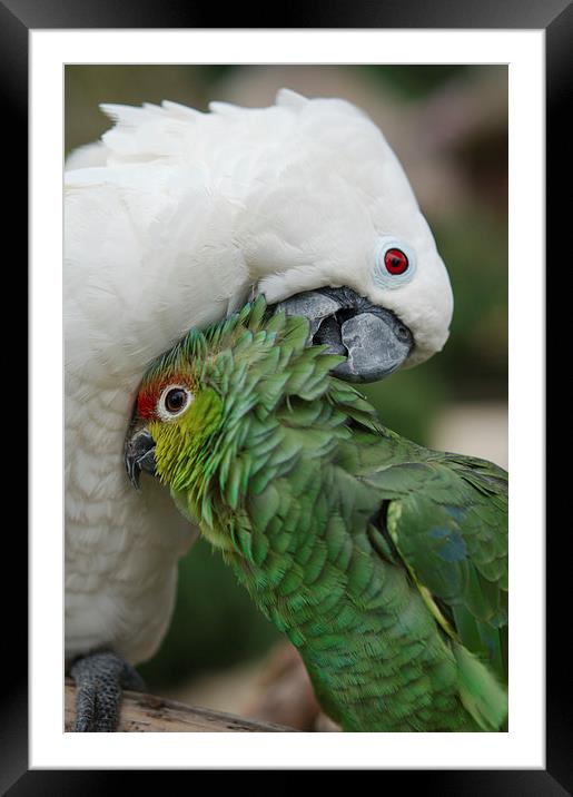 A Love Connection among Parrots Framed Mounted Print by rawshutterbug 