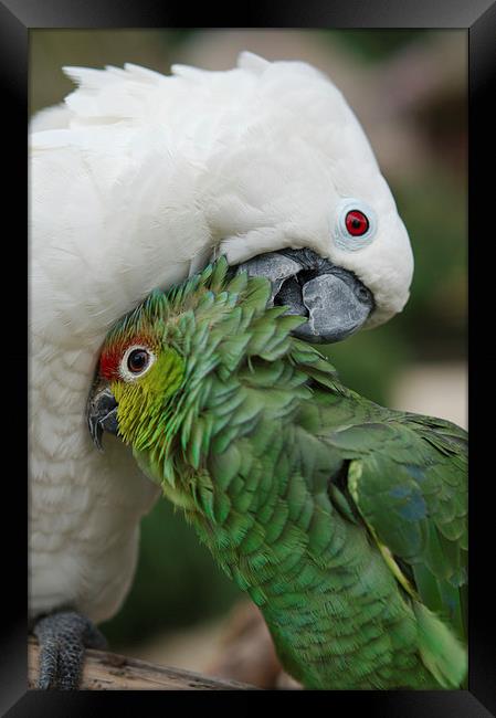 A Love Connection among Parrots Framed Print by rawshutterbug 