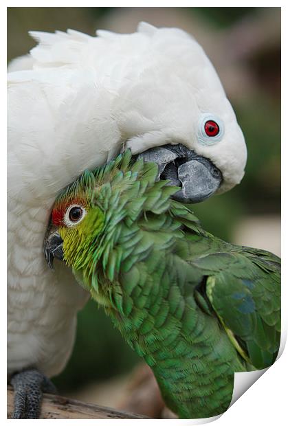 A Love Connection among Parrots Print by rawshutterbug 