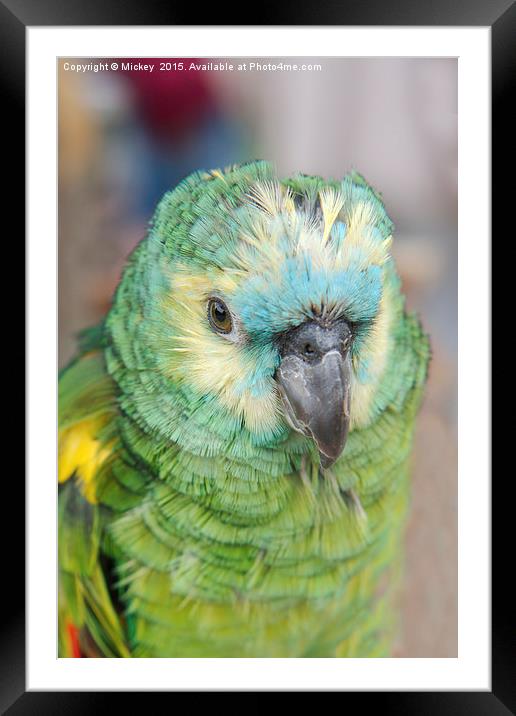 Young Amazon Parrot Framed Mounted Print by rawshutterbug 