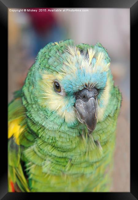Young Amazon Parrot Framed Print by rawshutterbug 