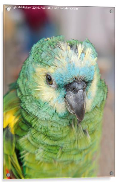 Young Amazon Parrot Acrylic by rawshutterbug 