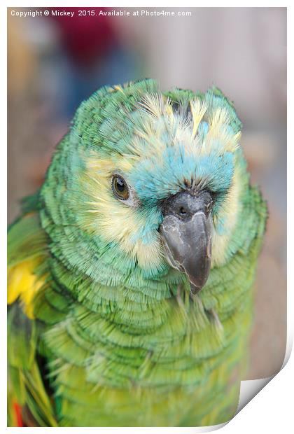 Young Amazon Parrot Print by rawshutterbug 