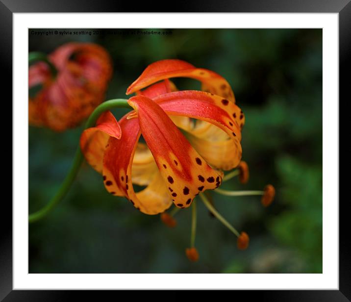  Ballerina Flower Framed Mounted Print by sylvia scotting