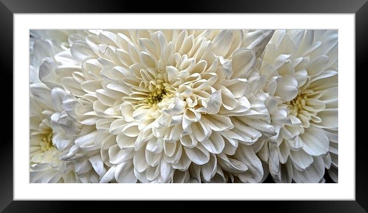  Aster Royalty Flower Heads Framed Mounted Print by Sue Bottomley