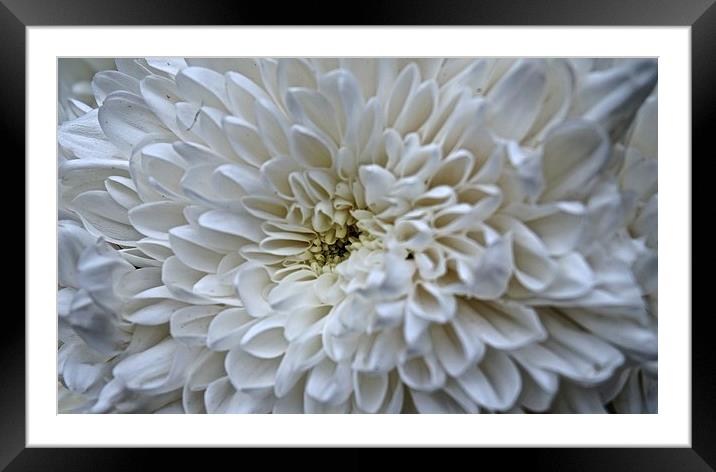  White Aster Royalty Flower Framed Mounted Print by Sue Bottomley