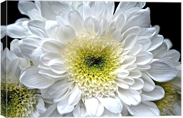  White Aster Royalty Flower Canvas Print by Sue Bottomley