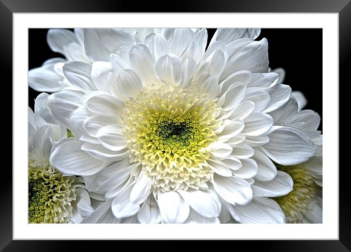 White Aster Royalty Flower Framed Mounted Print by Sue Bottomley
