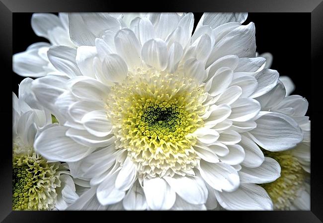  White Aster Royalty Flower Framed Print by Sue Bottomley