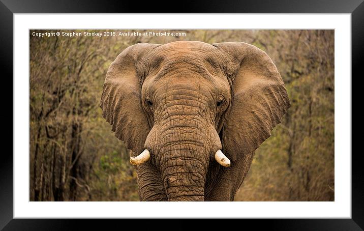  Elephant Watching Framed Mounted Print by Stephen Stookey