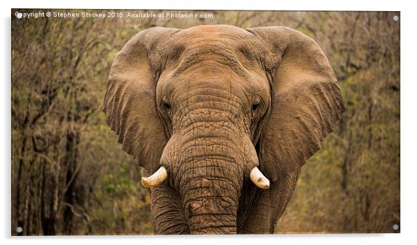  Elephant Watching Acrylic by Stephen Stookey