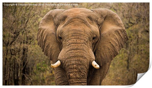  Elephant Watching Print by Stephen Stookey