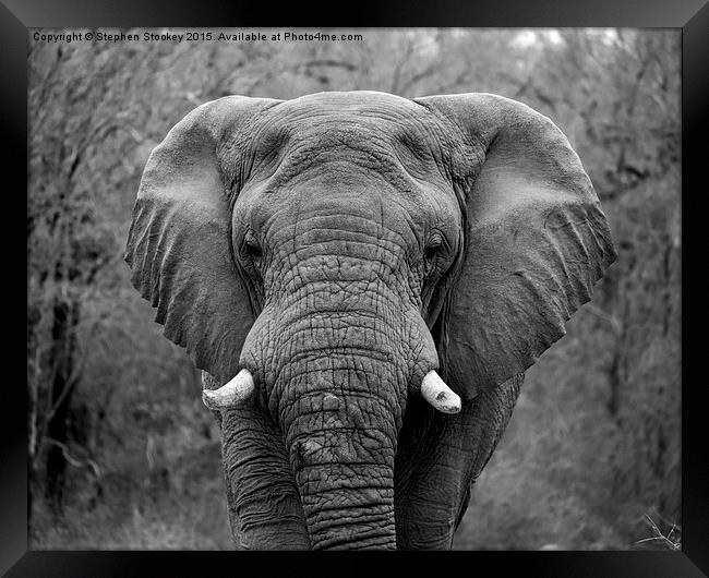  Elephant Eyes Framed Print by Stephen Stookey