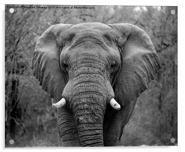  Elephant Eyes Acrylic by Stephen Stookey