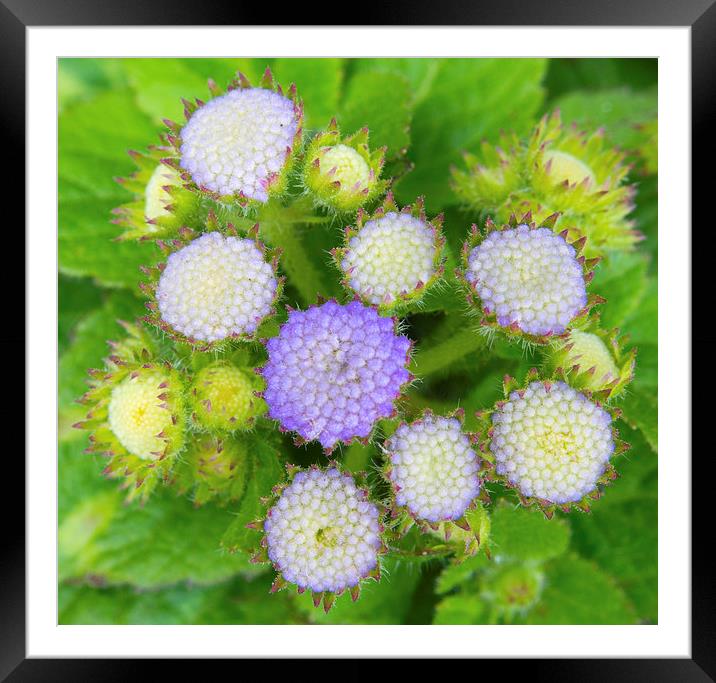  Ageratum Blue Flowers Framed Mounted Print by Clive Eariss