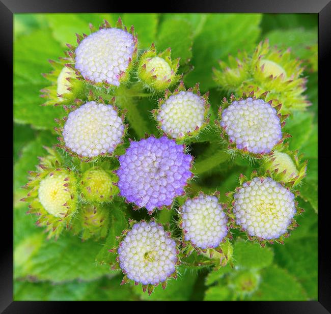  Ageratum Blue Flowers Framed Print by Clive Eariss