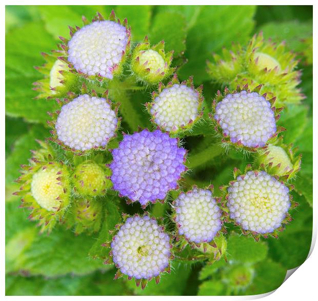  Ageratum Blue Flowers Print by Clive Eariss