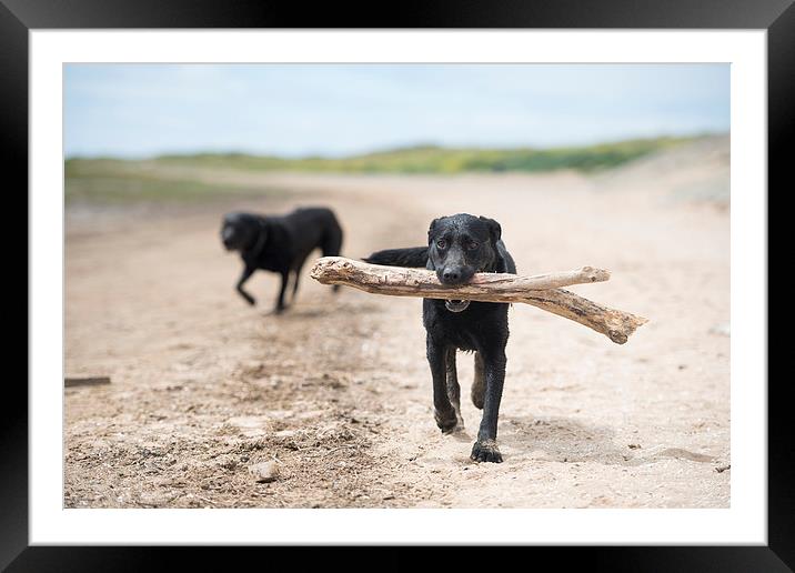 Black Labrador at play Framed Mounted Print by jessica lee