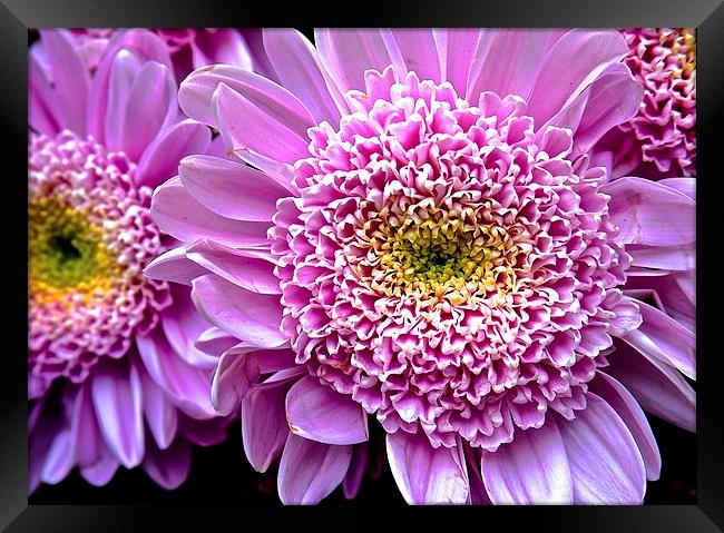 Bright Pink Gerbera Flower  Framed Print by Sue Bottomley