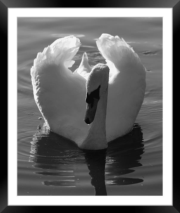 Swan Framed Mounted Print by Max Bemrose