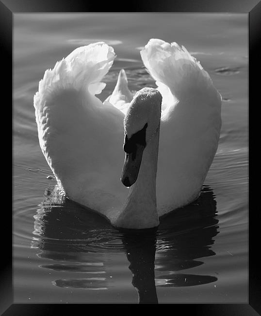 Swan Framed Print by Max Bemrose