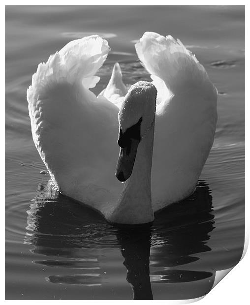 Swan Print by Max Bemrose