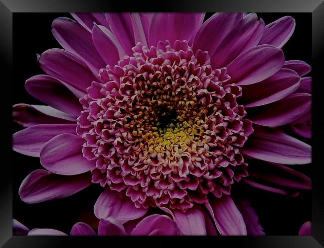 Dark Pink Gerbera Flower Framed Print by Sue Bottomley