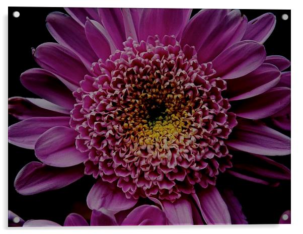  Dark Pink Gerbera Flower Acrylic by Sue Bottomley