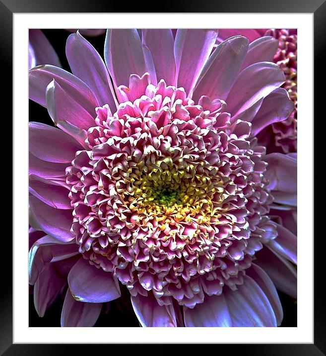 Bight Pink Gerbera Flower  Framed Mounted Print by Sue Bottomley