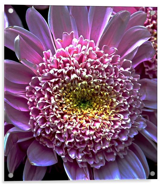 Bight Pink Gerbera Flower  Acrylic by Sue Bottomley