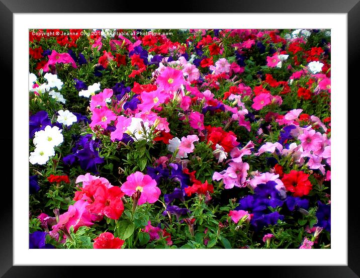 Pink, Purple & Red Framed Mounted Print by Jeanne Ong