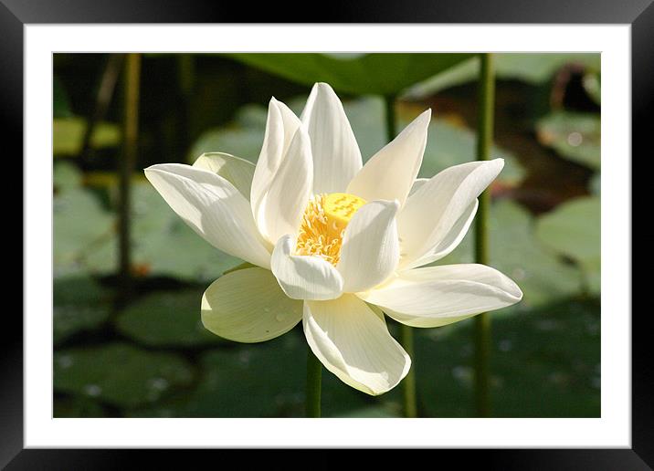 Lotus Flower Framed Mounted Print by Chris Turner