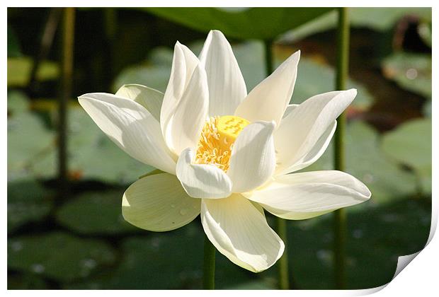 Lotus Flower Print by Chris Turner
