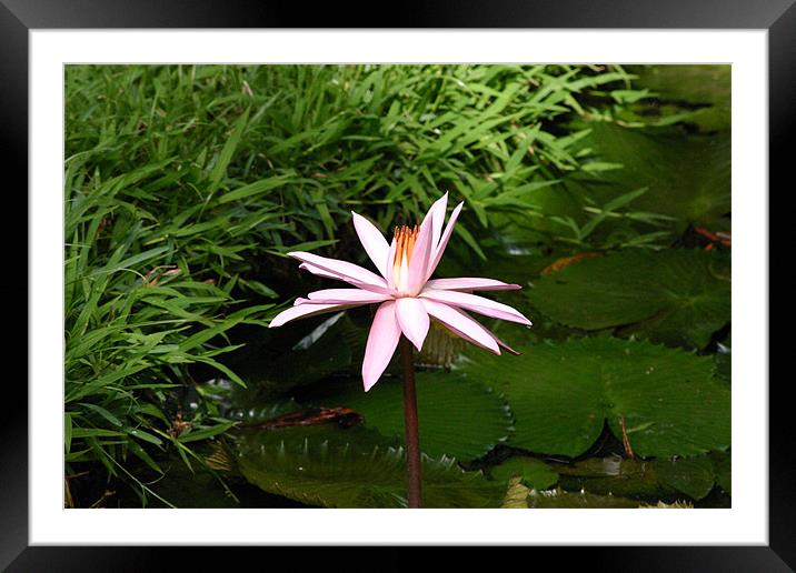 WaterLily Framed Mounted Print by Chris Turner