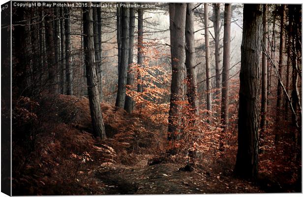  Ousbrough Woods  Canvas Print by Ray Pritchard