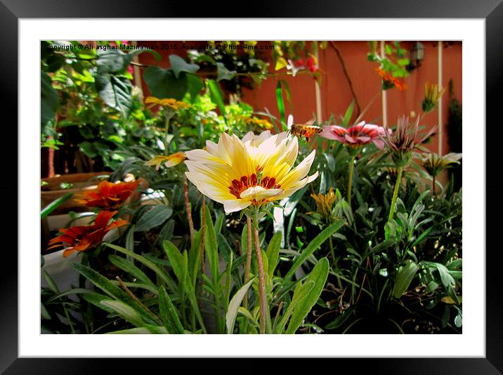  A scenery of my small garden, Framed Mounted Print by Ali asghar Mazinanian