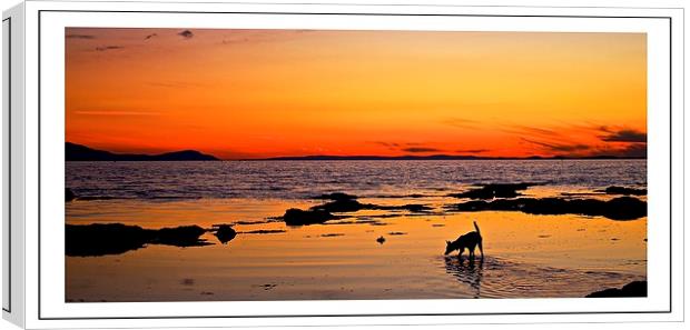  sea dog Canvas Print by jane dickie