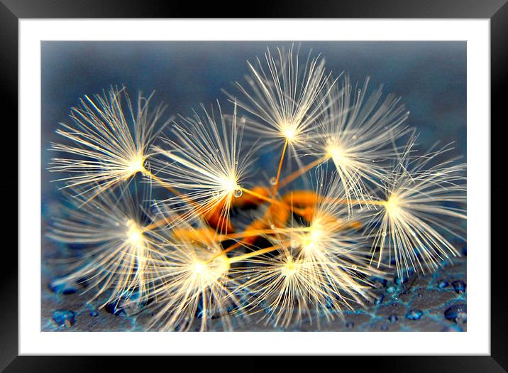  dandelions and droplets Framed Mounted Print by sue davies