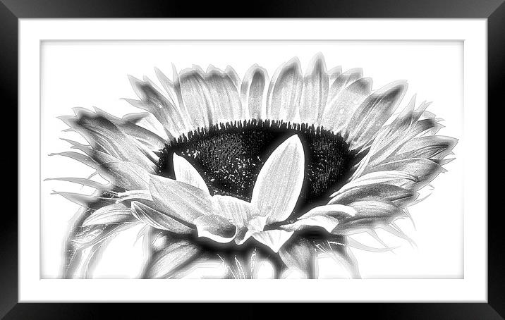  Sun Flower in Black and White Framed Mounted Print by Sue Bottomley
