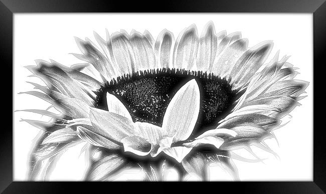  Sun Flower in Black and White Framed Print by Sue Bottomley
