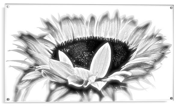  Sun Flower in Black and White Acrylic by Sue Bottomley