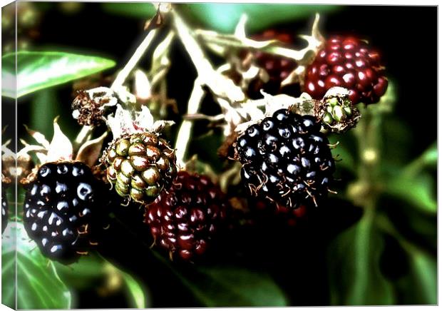  Ripe, ripening, and unripe blackberries, Canvas Print by Sue Bottomley
