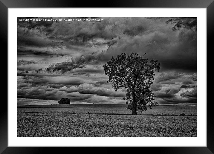  The Corn field Framed Mounted Print by David Pacey