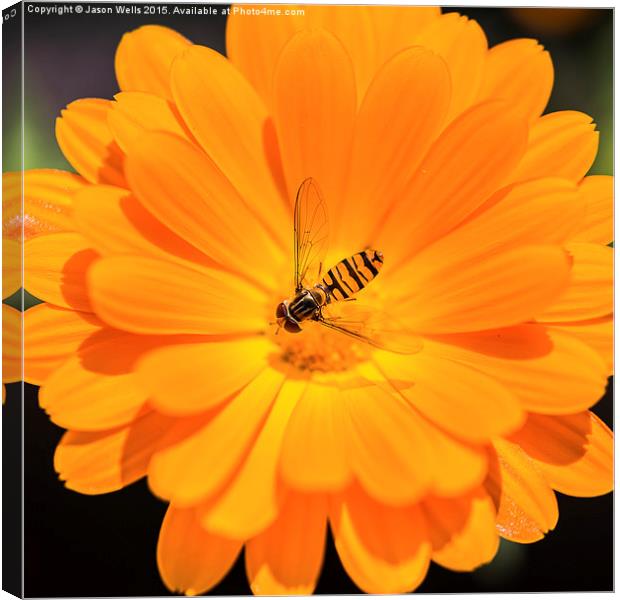 Hoverfly in the centre of an orange flower Canvas Print by Jason Wells