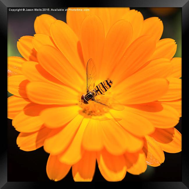 Hoverfly in the centre of an orange flower Framed Print by Jason Wells